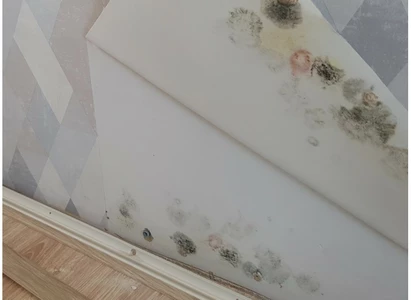 DLACZEGO WAŻNE JEST ODGRZYBIANIE BUDYNKÓW? – TERMOECO